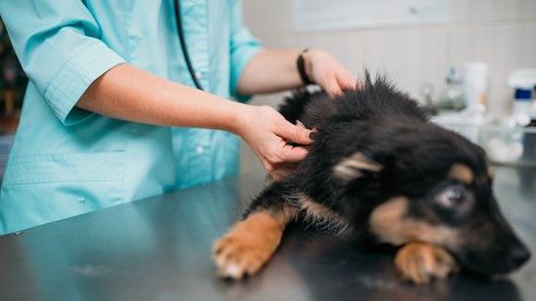 Hund blir undersøkt hos veterinær