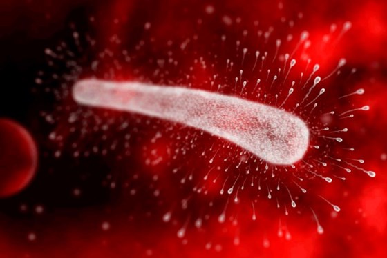 Spermvitals teknologi består i å "støpe" spermiene fra oksen inn i en gel som gradvis slipper spermiene ut etter å ha blitt inseminert i kua. Det øker muligheten for befruktning og gjør avlsarbeidet lettere.