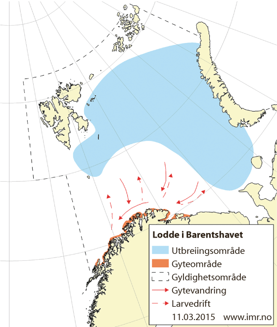 Figur 4.20 Utbreiingsområde og gyteområde for lodde i Barentshavet