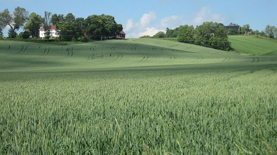 Norwegian wheat field.
