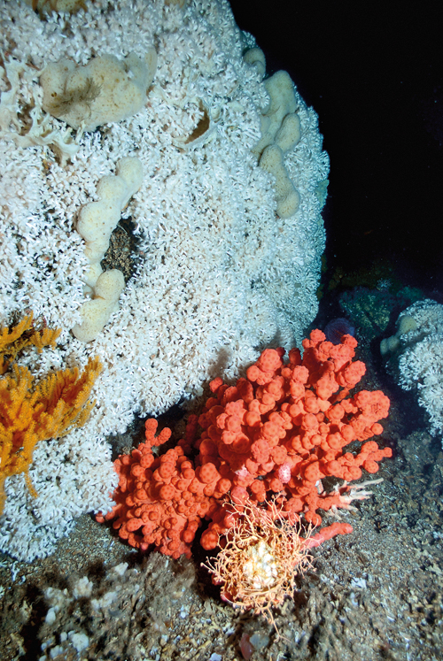 Figur 5.1 Koraller