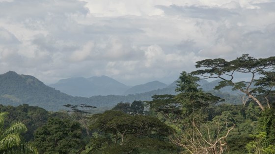 Vestafrikansk regnskog