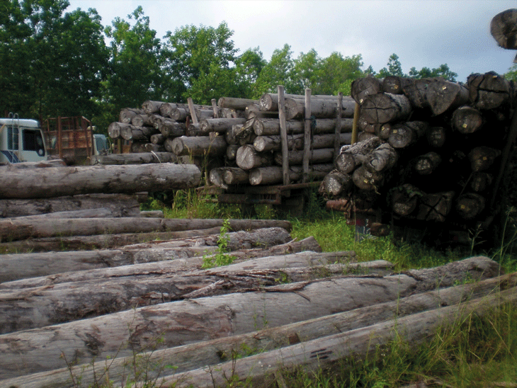 Figur 5.7 Ulovlig hogst av tømmer bidrar til avskoging, undergraver bærekraftig utvikling og tapper opphavslandet for store inntekter. 