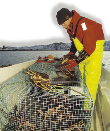 Figur 8.9 Høsting, bearbeiding og eksport av kongekrabbe ga i 2004 93 millioner kroner i Øst-Finnmark.