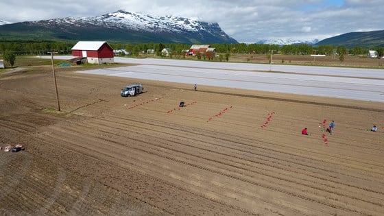 Anlegg av forsøksfelt for potet i Målselv 2017.