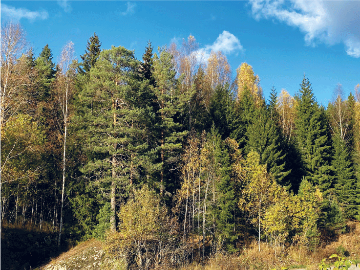 Figur 4.6 Blandingsskog med fleire ulike treslag.
