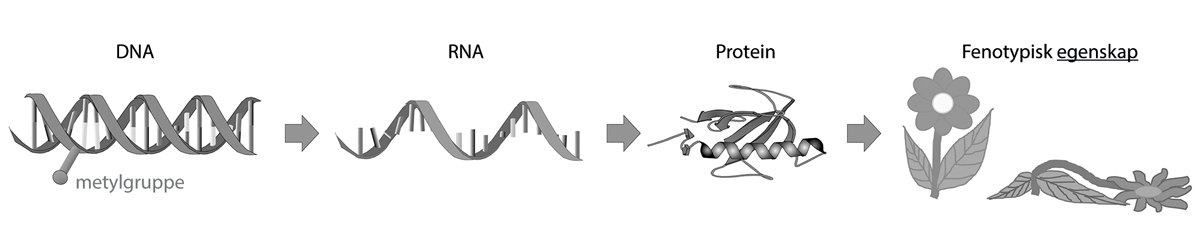 Figur 6.3 Sporbare analytter er en forutsetning for å kunne etablere analysemetoder. I prinsippet kan både DNA (inkludert metyleringsmønsteret), RNA, aminosyrer/proteiner og en del fenotypiske egenskaper danne utgangspunkt for analytisk sporbarhet (identifiser...