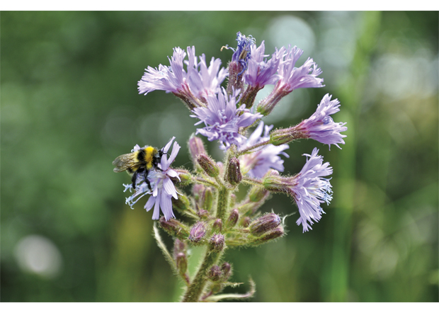 Figur 5.6 Humle på turt (Cicerbita alpina). Pollinering er en viktig økosystemtjeneste.