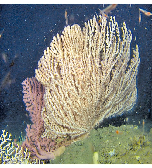 Figur 3.9 Sjøtre i korallskog