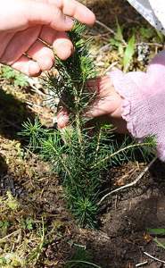 Skogplanting