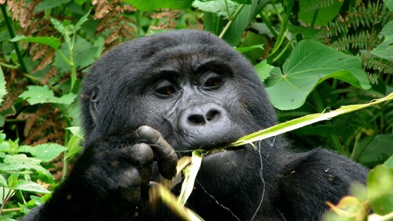 Gorilla i regnskogen i Kongobassenget