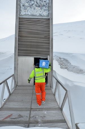 A new shipment of seeds from food plants has arrived at the Svalbard Global Seed Vault. 