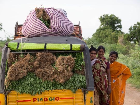 Jordbruksarbeidere i India
