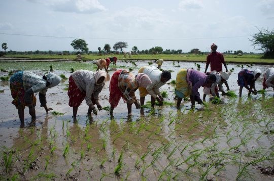 Jordbruksarbeidere planter risplanter i India. 