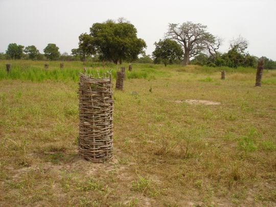 Skogplanting i 4H i Niamina, Gambia. Ungtrærne må beskyttes mot beitedyr ved hjelp av flettede kurver. 