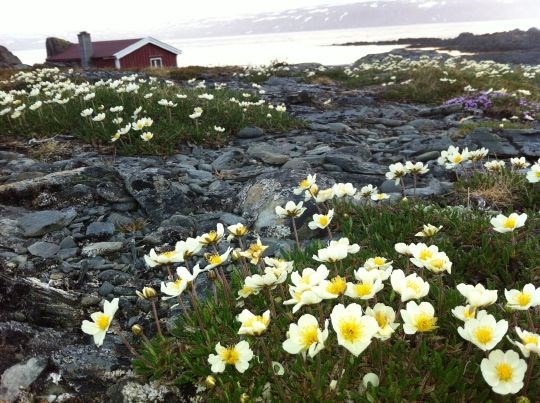 Reinrose ved Hamningberg i Vardø kommune i full blomst 1. juni 