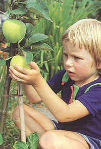 Gutt og epletre, Foto: Torborg Galteland