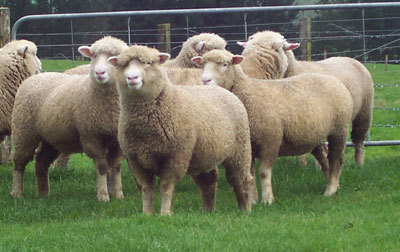 Sauerasen Dorset. Foto: FM i Rogaland