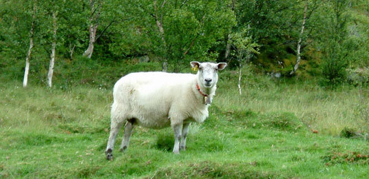 Fylkesnytt: Beiting i utmark. Foto: Toril Austvik