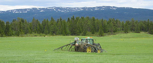 Stripespreder Golsfjellet, sommeren 2008. Foto: Eirik Kolsrud
