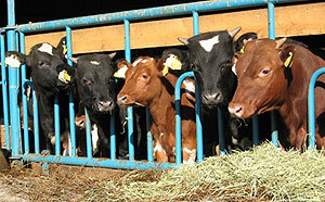 Tradisjonell kjøttproduksjon. Foto: Eirik Kolsrud