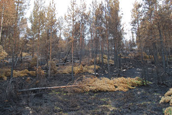 Hogsten er i gang. Foto: Jens Arild Kroken
