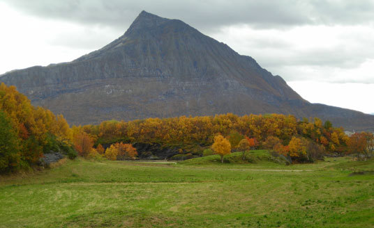 Landbruk i Nordland. Foto: Toril Austvik
