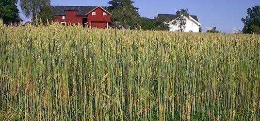Økologisk korn. Foto: Jan Tore Foss