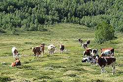 Kyr på beite. Foto: Fylkesmanne i Oppland