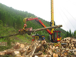 Hogstavfall frå taubanedrift. Foto: Ann Hege Hanstad