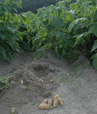 Dyrk noen rader med både tidlige og /eller halvtidlige potetsorter. På denne måten kan du ta opp ferske poteter hver dag etter behov. Her er det tatt bilde av mandelpotet, en populær og dominerende sort i fjellbygdene. Foto: Jon Schärer