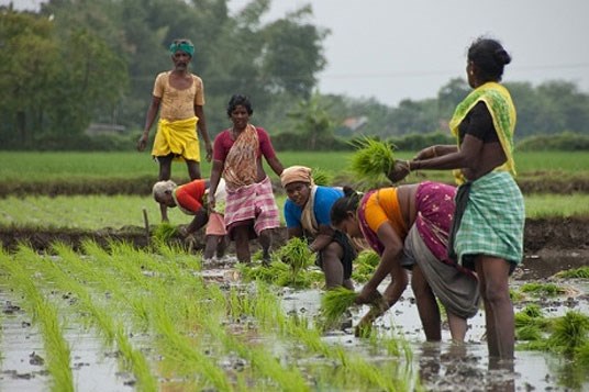 Arbeid på rismarker i India.