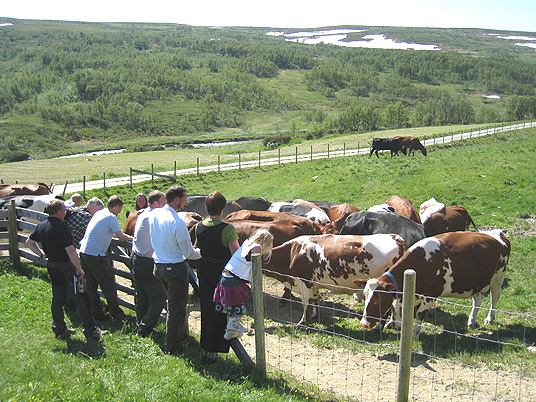 HKH Kronprins Haakon møter seterkyrne på Spellmovollen. Foto: LMD