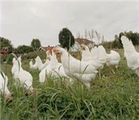Dyrevelferd: Høner. Foto: Kai Myhre