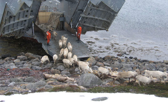 Reindrift: Det er siden 1970 brukt landgangsfartøy til å frakte reinsdyr både vår og høst til og fra øyene og ytterdistriktene i Nord-Troms og Finnmark. Foto: LMD
