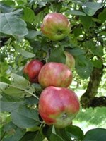 Mat: Kvaliteten på epla ser ut til å bli god i år. Foto: LMD