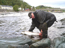 Laksefisker. Foto: Harald Øien