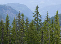 Tre: Granskog. Foto: Bård Løken, Samfoto