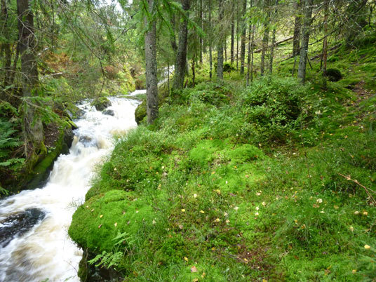 Våre vassdrag representerer både naturmangfold og landskapsverdier som må tas hensyn til i saker om små vannkraftverk. Foto: Marianne Gjørv.