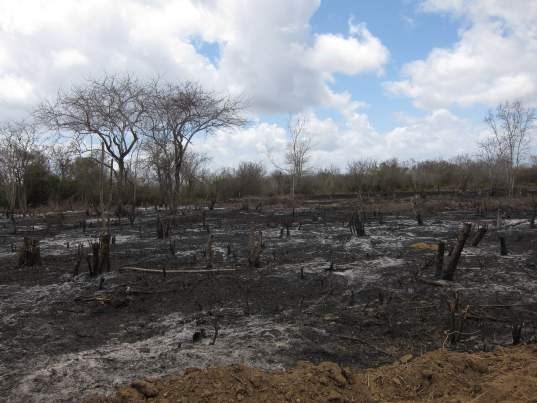 Svedjebruk er en av driverne bak avskoging av tropisk tørrskog i Tanzania. Foto: Miljøverndepartementet