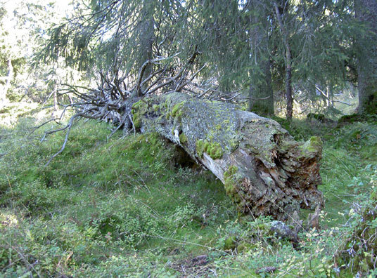 Gammel gran. Foto: FORANs miljøundersøkelser.