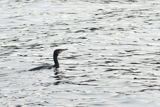 Storskarv. Foto: Asbjørn Børset.