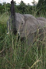 I South Luangwa nasjonalpark er elefantene nå mindre utsatt for krypskytteri. Foto: Stine Horn, UD