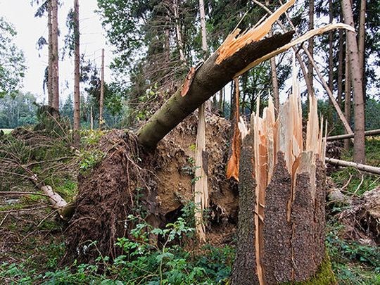 Stromskadet skog