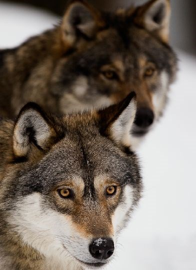 To ulver. (Stian Holmen/Namsskogan familiepark)