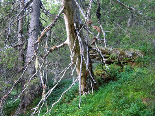 Gammel granskog er levested for en rekke truede arter. Fra Jamtheimen naturreservat i Overhalla kommune, Nord-Trøndelag fylke. Foto: Arne Heggland.
