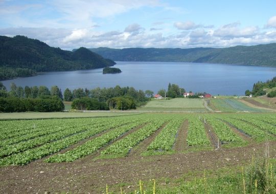 Grønnsaksproduksjon i Lier kommune, med utsikt over Holsfjorden. 