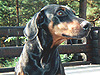 Dyrehelse: Hund