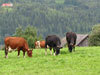 Dyr: Kyr på beite. Foto: LMD