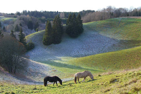 Fylkesnytt: Langholen. Foto: Vidar Asaheim